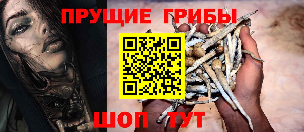 Псилоцибиновые грибы Psilocybine cubensis Ялуторовск